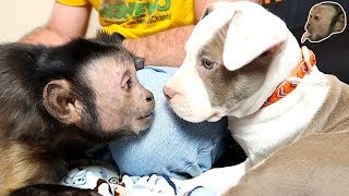 Capuchin Monkey amp Pit Bull FIRST MEETING GONE CUTE [upl. by Delsman937]