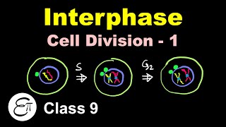 Interphase before Mitosis Cell Division  in Hindi for Class 9 [upl. by Aelem]