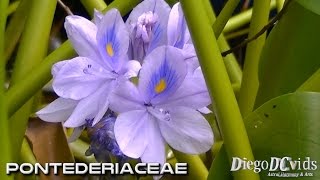 Eichhornia Crassipes water hyacinth Pontederiaceae Flor de aguapé [upl. by Talia505]