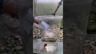 Flowerhorn King Strain ZZ update part8 fish fyp fypシ゚viral viralvideo video viralvideos [upl. by Hirsh290]