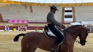 Concurso de Doma Vaquera por el 30º aniversario de la Asociación de Amigos del Caballo [upl. by Lough]