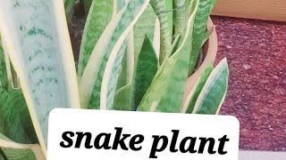 To grow snake plant propagate indoor care🙂 [upl. by Dreyer]