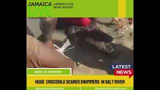 A 12foot crocodile was captured in Salt River [upl. by Arimas]