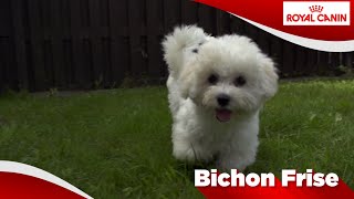 Bichon Frise Sensibilities [upl. by Konikow]