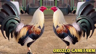 Grey McLean hatch Albany  Orozco Gamefarm💯💯 💯🐓🐓💥💥💥💥💥💥💥 [upl. by Erinn]