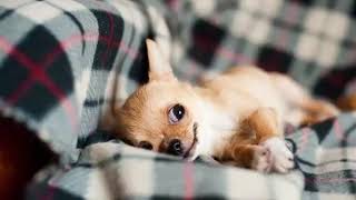 ❤️🐶 MUSICA para DORMIR perros CHIHUAHUAS 🐾 SI FUNCIONA 😱 [upl. by Shuman]