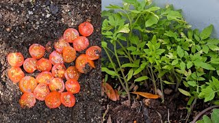 How to germinate tomato seeds from fresh tomatoes [upl. by Anastase568]