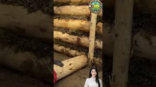 Building dugout in the forest building short survival [upl. by Ayinat]