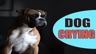 Dog Crying  Dogs Cry Sound [upl. by Gothurd]