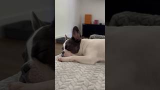 Passive aggressive behavior 😂 frenchielover puppy cute dog love [upl. by Luane]