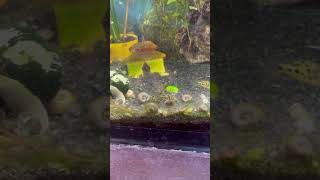 Puffer fish 🐠 viralvideo shorts [upl. by Eiralav850]