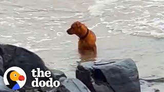 Abandoned Dog Wanders Beach Looking For His Owner  The Dodo [upl. by Idisahc]