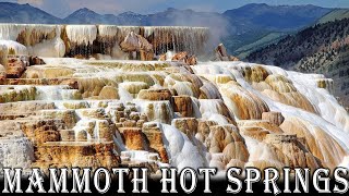 Walking Tour Mammoth Hot Springs Yellowstone  Full Trail Hike [upl. by Enyrhtak]