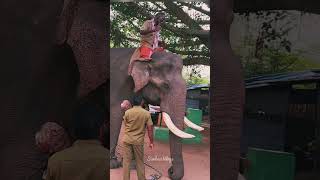 Topslip Elephant Feeding shorts SimbaaVlogs [upl. by Misaq577]