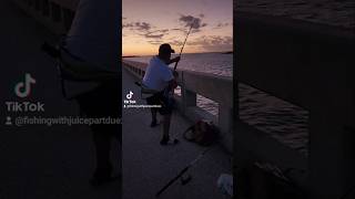 Back to back Bull Sharks in the Keys fishing shark floridasportfishing florida [upl. by Irrak782]