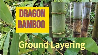 Bamboo Propagation l Ground Layering of Dendrocalamus Giganteus [upl. by Iatnwahs]