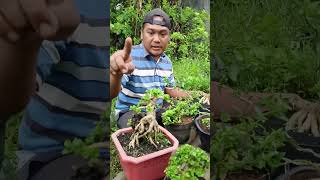 koleksi bonsai waroengkacir real bonsaisancang shorts tanaman bonsaicantik tanamanhias fb [upl. by Roxanne]