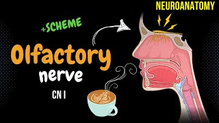 CN 1 Olfactory Nerve DETAILED Scheme  Animation [upl. by Aniad48]