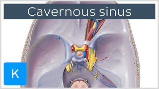 Cavernous Sinus  Location Drainage amp Function  Human Anatomy  Kenhub [upl. by Keverne]