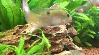 Fish profiles Keyhole Cichlid [upl. by Holmen62]