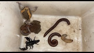 Discovery Captured Creatures One Small Rain Frog Millipedes Toad Lizard Rain Frog and Scorpion [upl. by Caia]