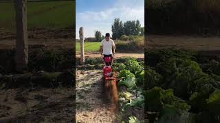 Part 244 Petrol micro tiller hoeing and trenching machine micro tillage machine back👍 [upl. by Mathia]