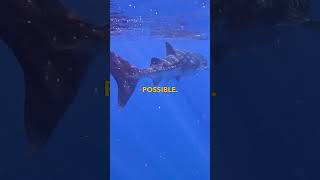 Snorkel with Whale Sharks [upl. by Freddy639]