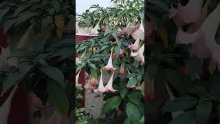 Brugmansia arborea Gifted by Special Freind [upl. by Morra]