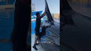 Why did the dolphin suddenly come out of the swimming pool😱quotyoutubeshorts [upl. by Aikram]