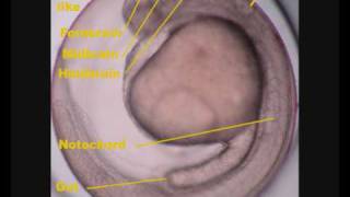 Zebrafish Danio rerio development [upl. by Karyl246]