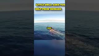 Little Orca Asks for HELP from Humans [upl. by Germana]