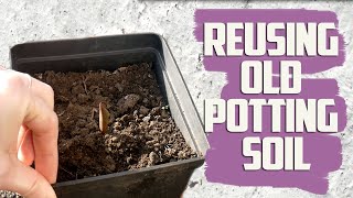 Can You Reuse Potting Soil  How To Reuse Potting Soil [upl. by Avehsile340]