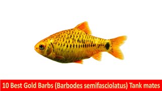 10 Best Gold Barbs Barbodes semifasciolatus Tank Mates For Freshwater Aquariums [upl. by Llerruj]