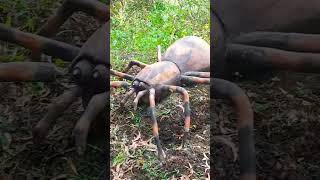 Spider statue  spiderman ytshorts trending random shorts statue viralvideo [upl. by Ahsinaj941]