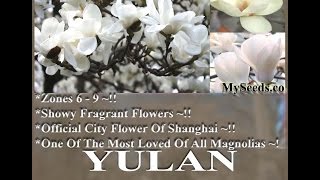 Yulan Magnolia Magnolia denudata Tree Seeds on wwwMySeedsCo [upl. by Lorak783]