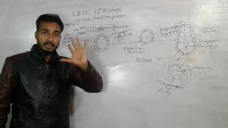 Megasporogenesis CBSE 12th BIOLOGY by Rahul sir [upl. by Bywaters]