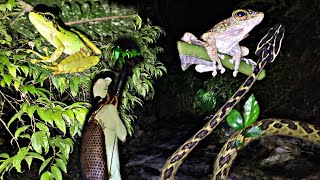 Searching For Seasonal Frog At Night  Arunachal Pradesh  India🇮🇳 [upl. by Meehyrb]