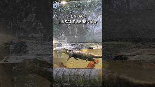 LINSANG DIKEJAR MALING🤣linsanganimalsbandungzoofunnyvideofunnyvideos animalshortanimallover [upl. by Aneekat364]