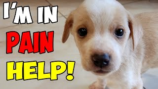 Small Puppy was Crying In Pain For Help until This Man Finally Heard Him [upl. by Ednutabab]