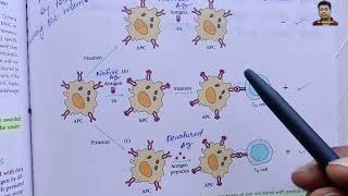 Chapter 8 Antigen Processing and Presentation [upl. by Akeit]