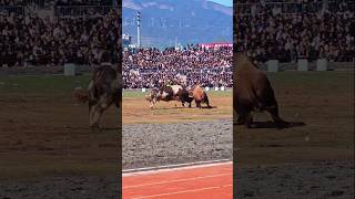 Amazing power in Bulls 😱shorts cow animals toro torobravo caballos toros bullrace bullsemen [upl. by Gabi110]