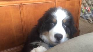 12 week old Bernese mountain dog puppy begging [upl. by Aerdnas]