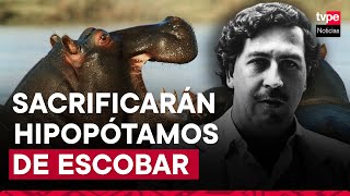 Colombia matará a algunos hipopótamos de Pablo Escobar [upl. by Aguie955]