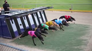 Greyhound Racing SA  Our Venues [upl. by Brynne]