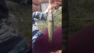 SNAKEHEAD FISH CATCHING VIDEO somrafish [upl. by Hareenum]