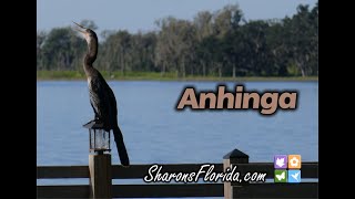 Anhinga [upl. by Eiro]