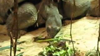 Giant turtles at Zoo Vienna [upl. by Conroy]