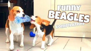 THE ULTIMATE FUNNY BEAGLE COMPILATION  Louie and Marie The Beagles [upl. by Adieno887]