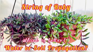 String of Ruby or Ruby Necklace Othonna Capensis Propagation [upl. by Ardnama]