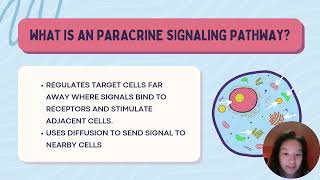 14 Paracrine Signaling Pathway [upl. by Laehcym828]